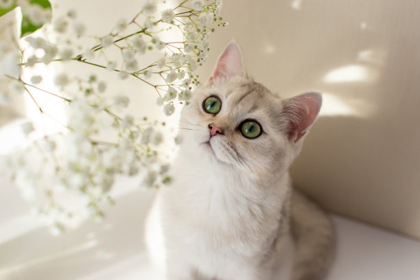 可爱的白色英国猫的肖像，锁在白色的石竹花，图片下载