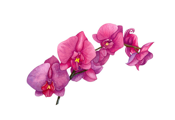 粉红色兰花花和花蕾的水彩插图。兰花花孤立在白色上。图片下载