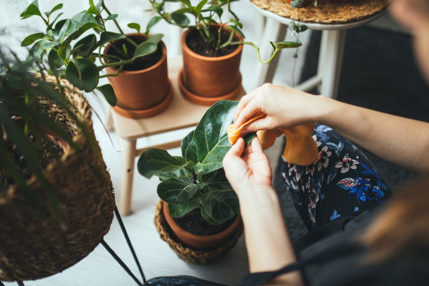 可爱的家庭主妇在花盆和园艺设置花图片下载
