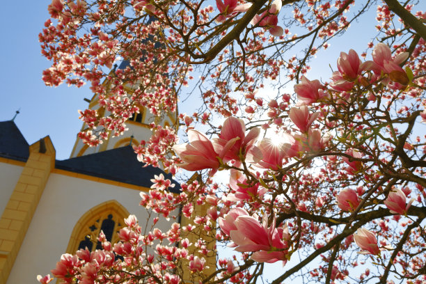 Ahrweiler激增图片下载