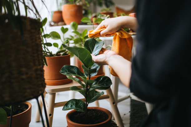 可爱的家庭主妇在花盆和园艺设置花图片下载