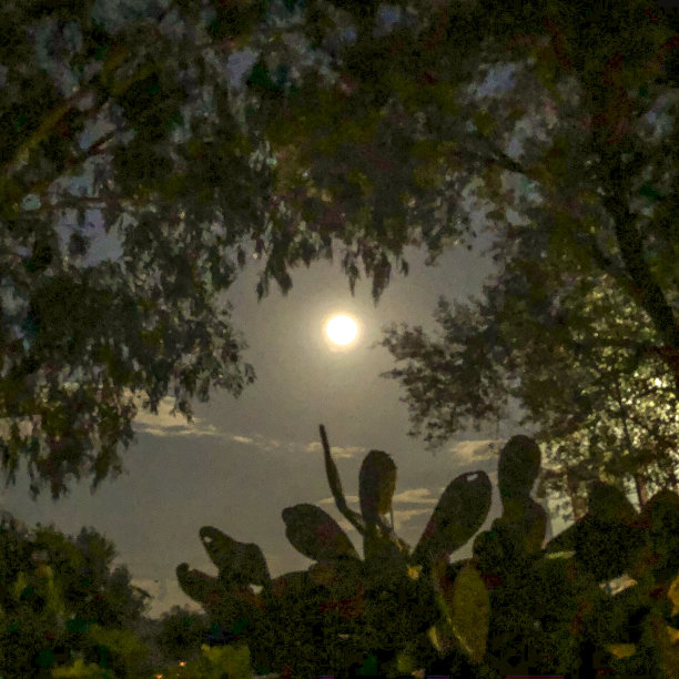 多刺的梨与水果和丰富的柠檬背景图片下载