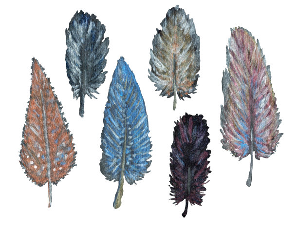 收集手绘水彩羽毛图片下载