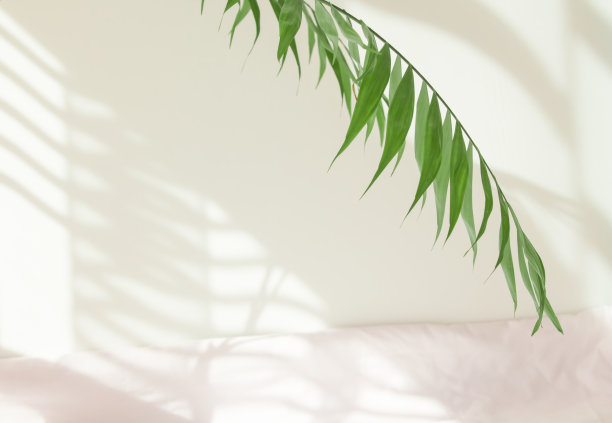 在白天的阳光下，白墙上的棕榈叶和阴影。极简主义现代静物生活在白色和绿色图片下载