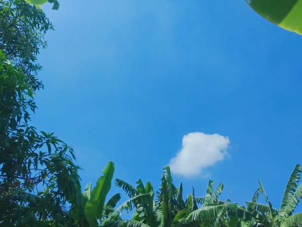 蓝天和树叶图片下载