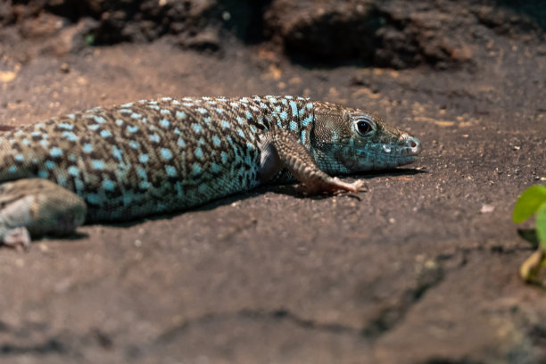 这是一只绿色的中东蜥蜴，晚上坐在岩石里。图片下载