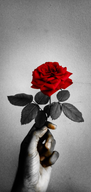 红玫瑰图片下载