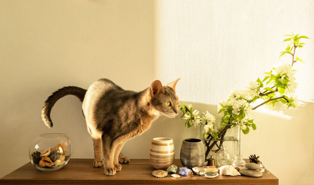 猫在白色的客厅。极简的内部架子模型图片下载