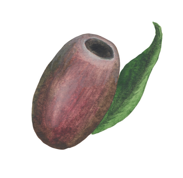 水彩橄榄图片下载