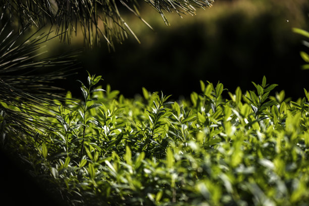 阳光下的绿色植物在花园里开花。图片下载