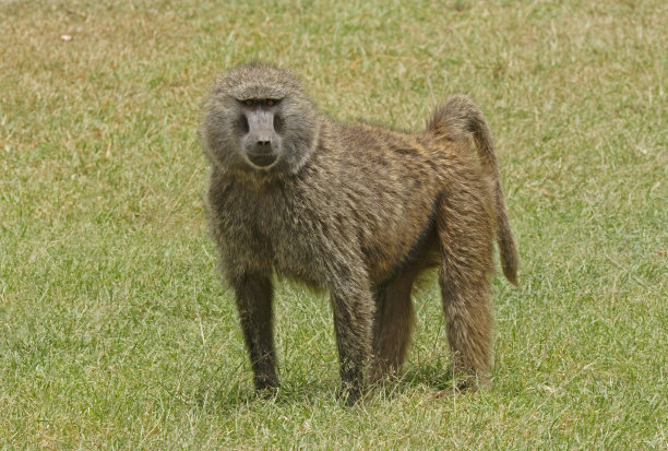 橄榄狒狒图片下载