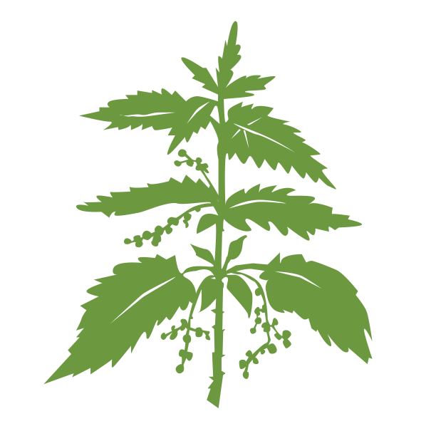 新鲜的绿色荨麻草本剪影孤立在白色的背景。手绘矢量插图。图片下载