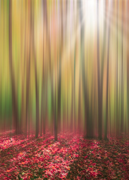 数字修改照片的阳光通过森林在秋天图片下载