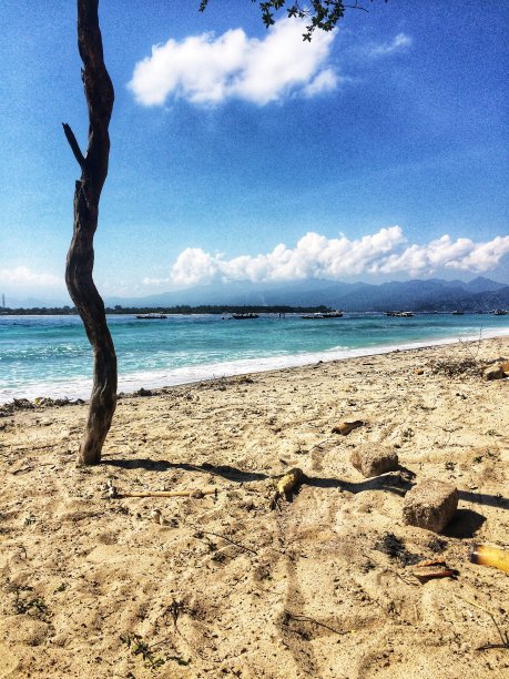 这棵树图片下载