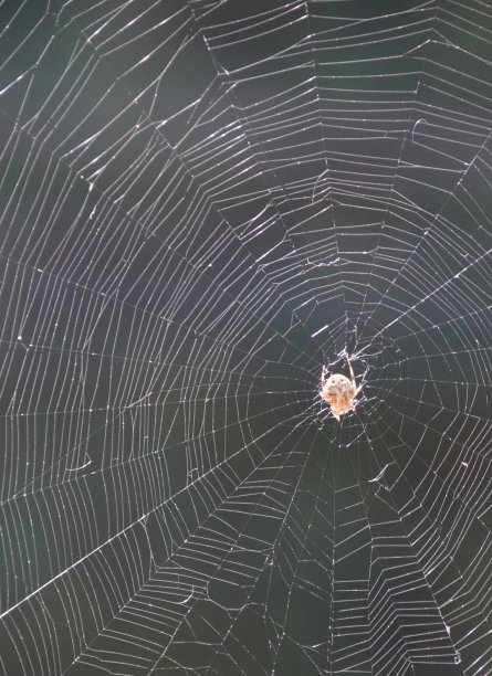 蜘蛛网蜘蛛织网图片下载