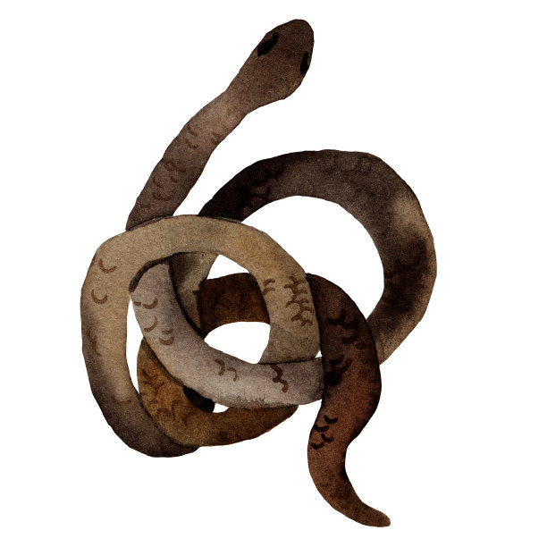 水彩手绘插图蛇在棕色与皮肤纹理。图片下载