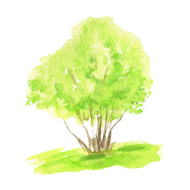 水彩春天绿树手绘插图。森林新鲜的绿色灌木孤立在白色的背景。图片下载