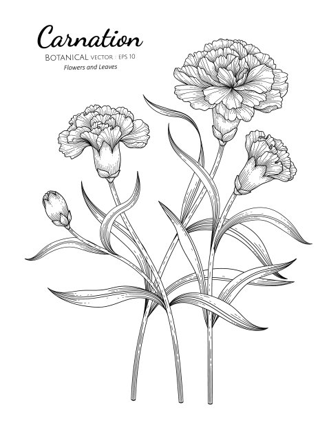 康乃馨花和叶子手绘植物图片下载