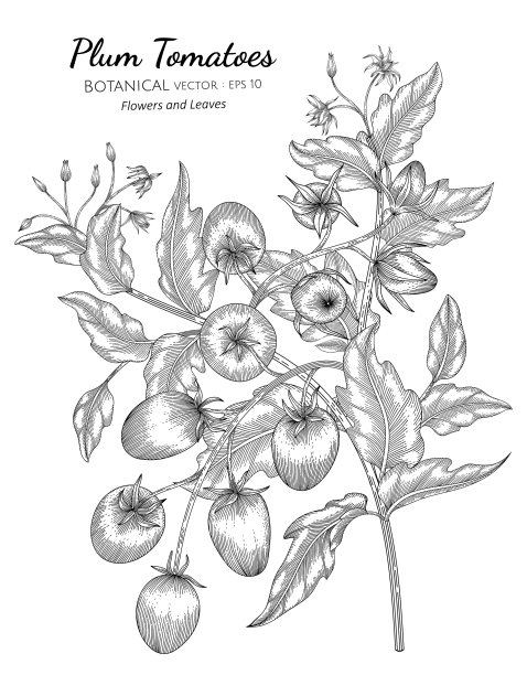 梅番茄手绘植物用线条画上图片下载