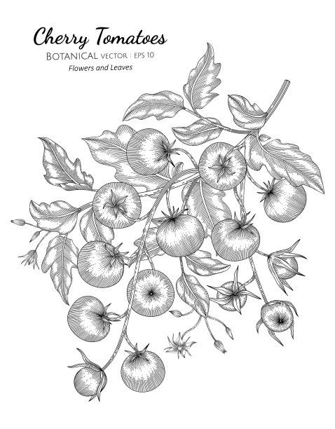 樱桃番茄手绘植物与线条艺术图片下载