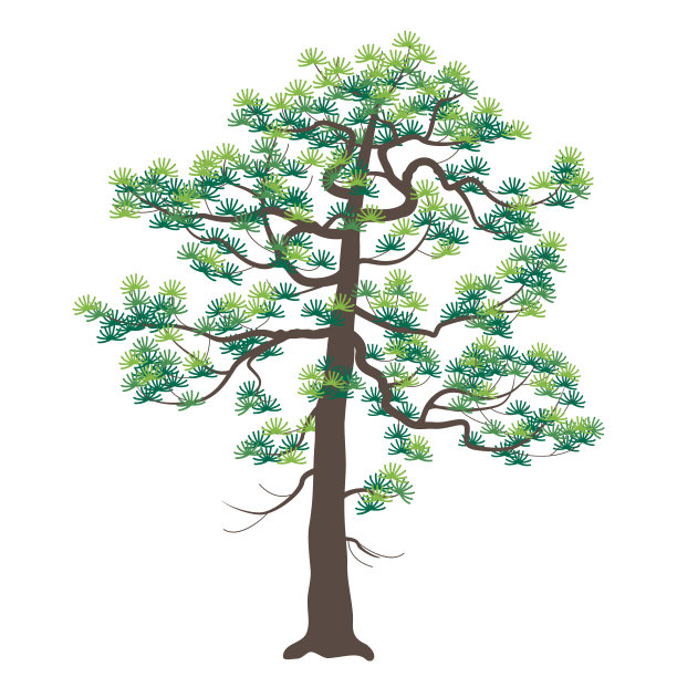 长有绿冷杉针叶的日本老松树图片下载