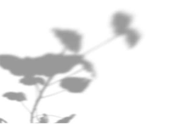 矢量夏季植物阴影背景。白墙上幸福马利筋花的影子。白色和黑色为天竺葵的照片或模型图片下载