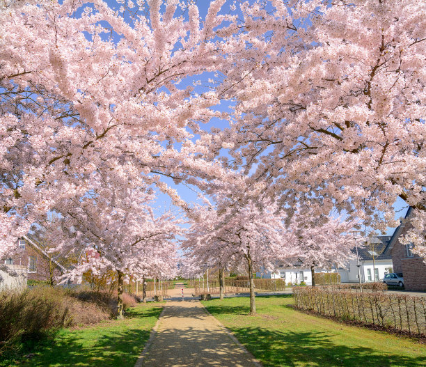 在一个阳光明媚的日子里，一条美丽的春日樱花盛开的小路。垂直的全景。图片下载