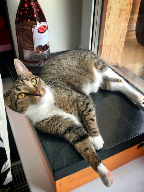 一只灰色的虎斑猫躺在鞋盒上图片下载