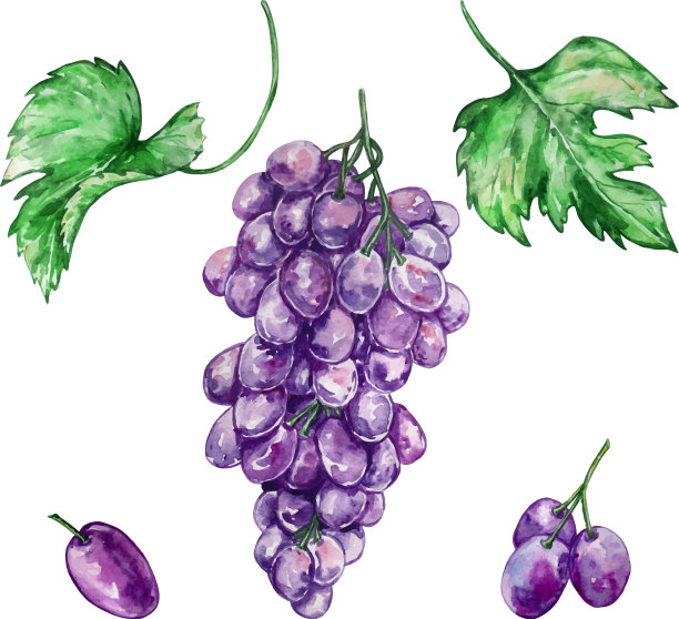 水彩葡萄葡萄紫色和图片下载