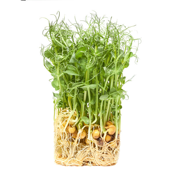 生长微绿色的豌豆芽孤立在白色的背景。切断了道路。图片下载