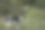 无犬种，中等大小，黑白两色，侧身看着照片，注视着相机，观察着图片下载
