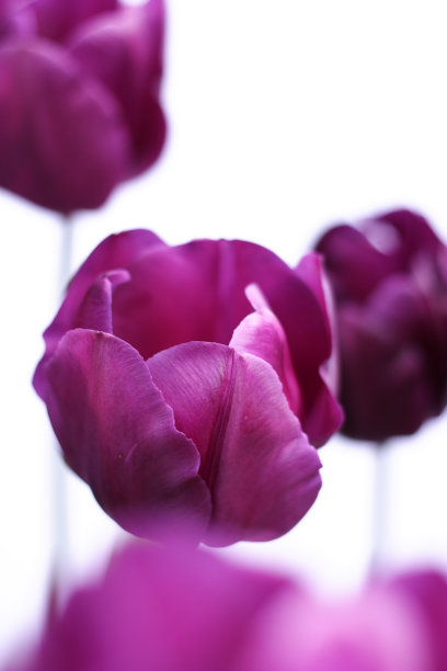 紫色的郁金香，白色的背景图片下载