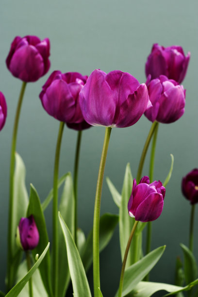 紫色的郁金香衬着绿色图片下载