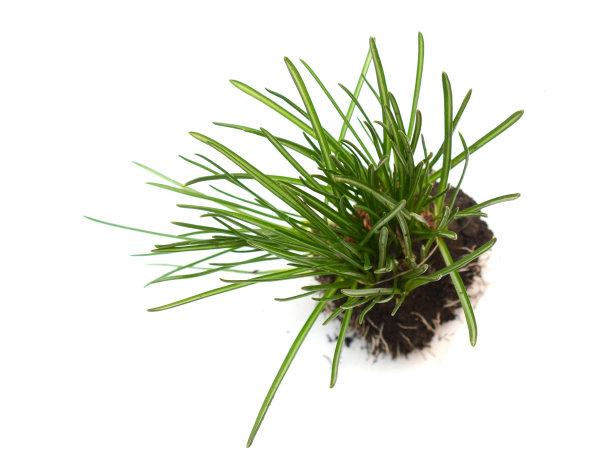 绿草鲜，草甸孤立白色图片下载