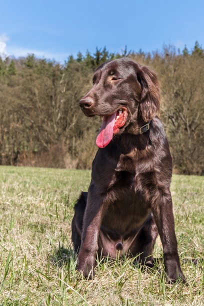幼犬棕色平毛寻回在绿色的田野。春天草地上的猎狗。图片下载