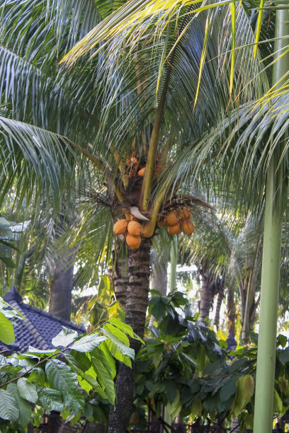 象牙椰子树图片下载