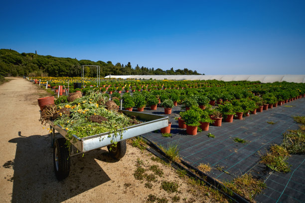 花卉的生产和栽培。图片下载