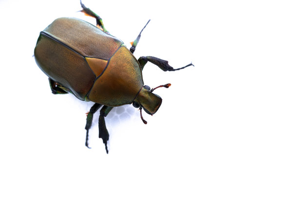 无人机的甲虫图片下载