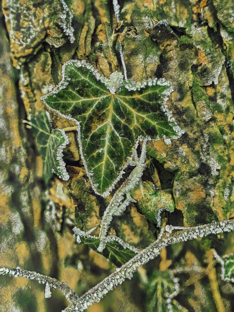 玻璃般的霜冻艺术:冬天树干上的叶子图片下载