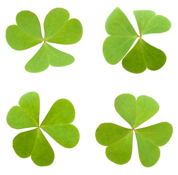 叶三叶草叶子收集在白色图片下载