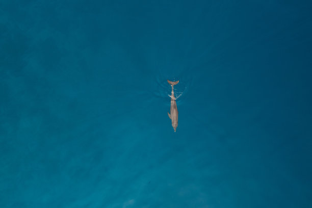 无人机拍摄马尔代夫的海豚图片下载