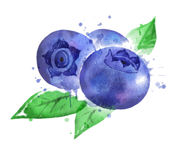 水彩蓝莓图片下载