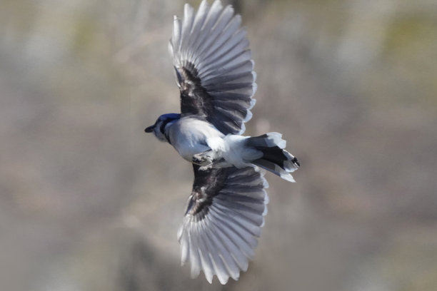 蓝松鸦从高处飞向后院的喂鸟器图片下载