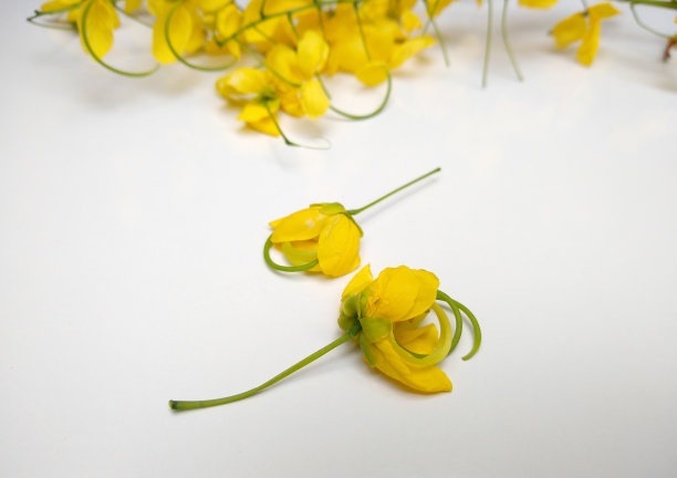 金色淋浴(决明子)花在白色的背景图片下载