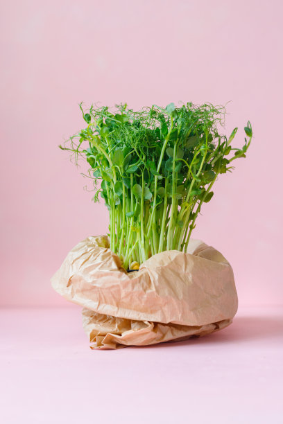 微型绿色植物盆栽袋图片下载