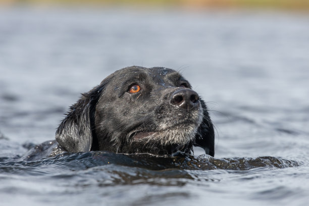黑色拉布拉多图片下载