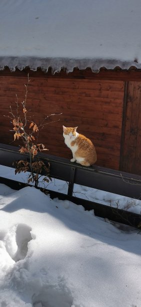 雪中的猫图片下载