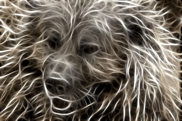 高加索牧羊犬-分形图片下载