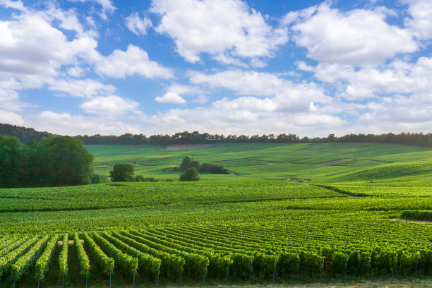 列葡萄藤葡萄在香槟葡萄园的蒙特尼德兰斯图片下载