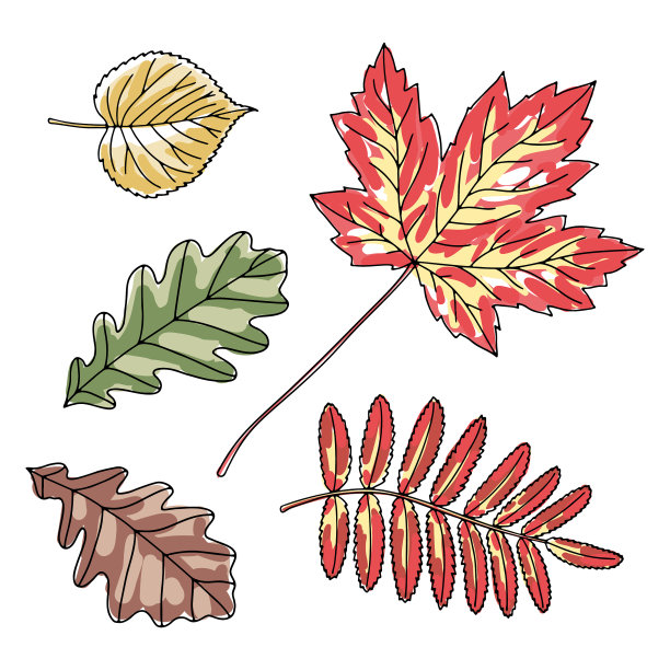 手绘的叶子图片下载
